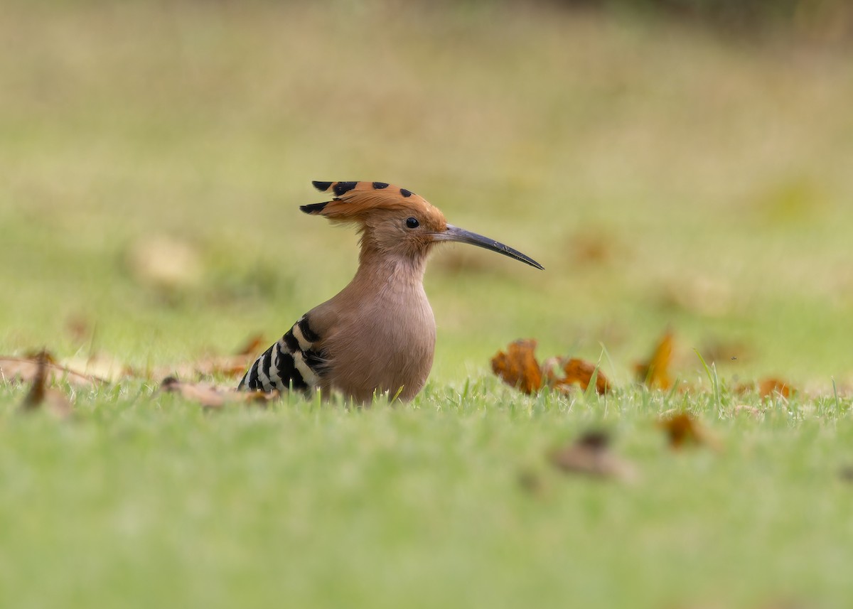 Common Hoopoe - ML646128558