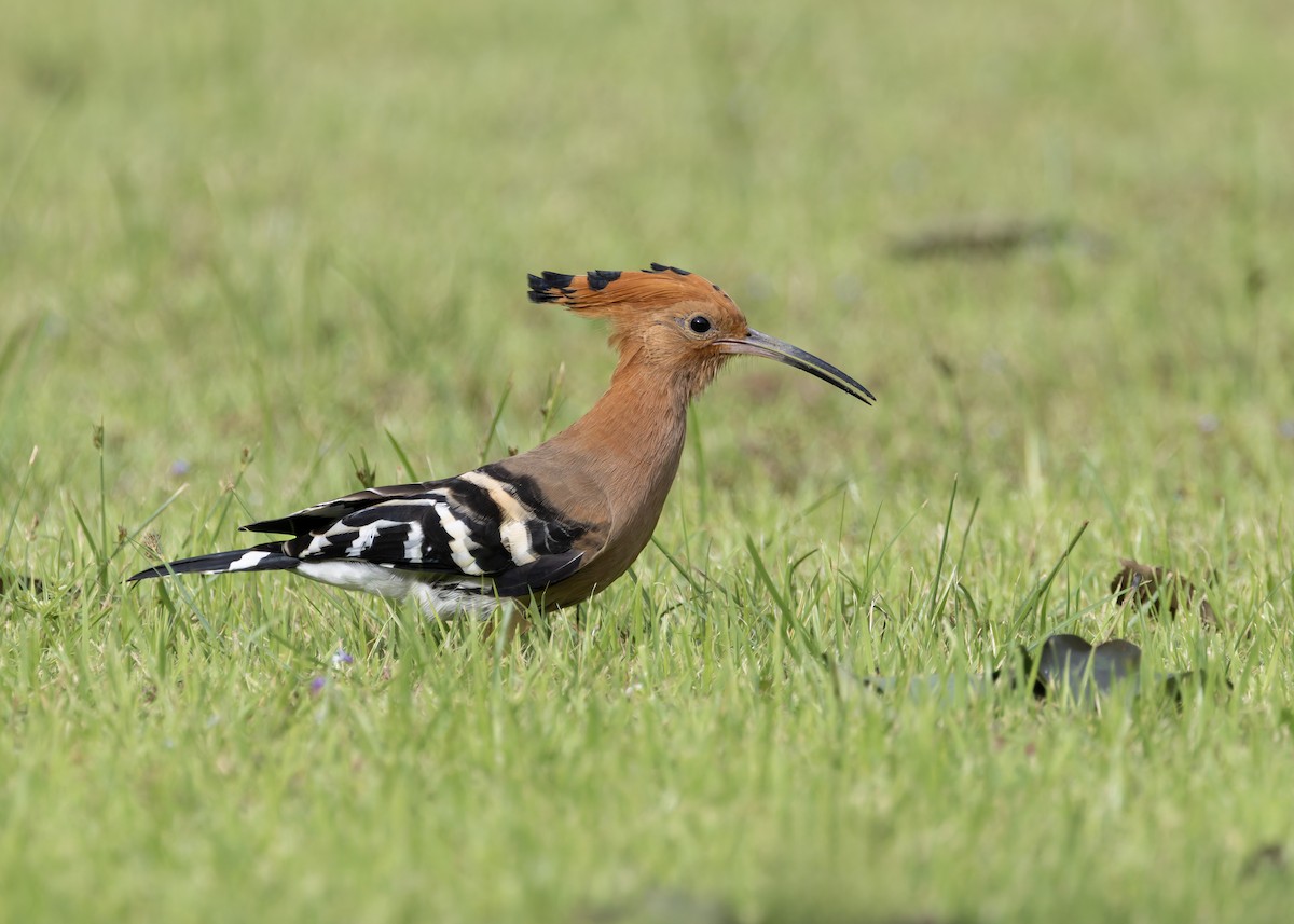 Common Hoopoe - ML646128559