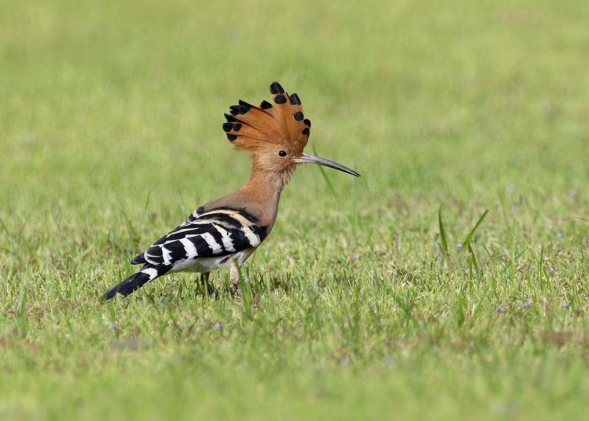 Common Hoopoe - ML646128560