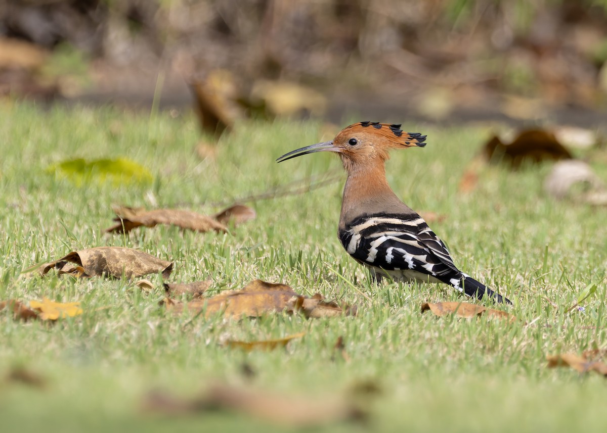 Common Hoopoe - ML646128561