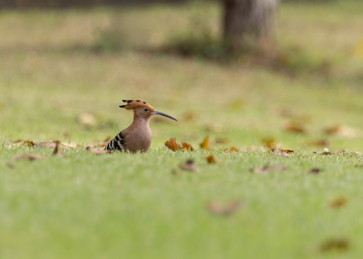 Common Hoopoe - ML646128562