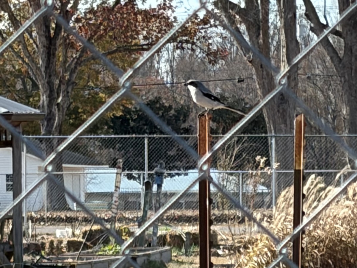Loggerhead Shrike - ML646128567