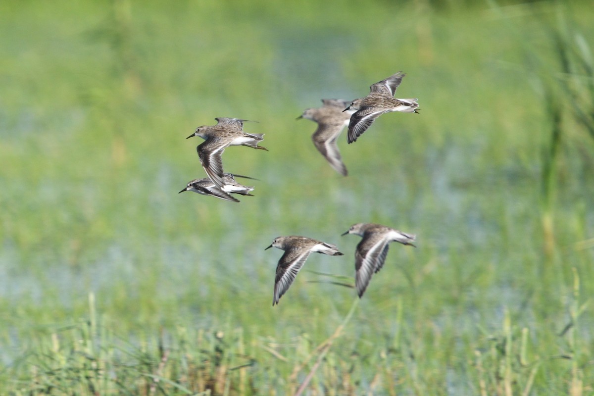 Little Stint - ML646128568