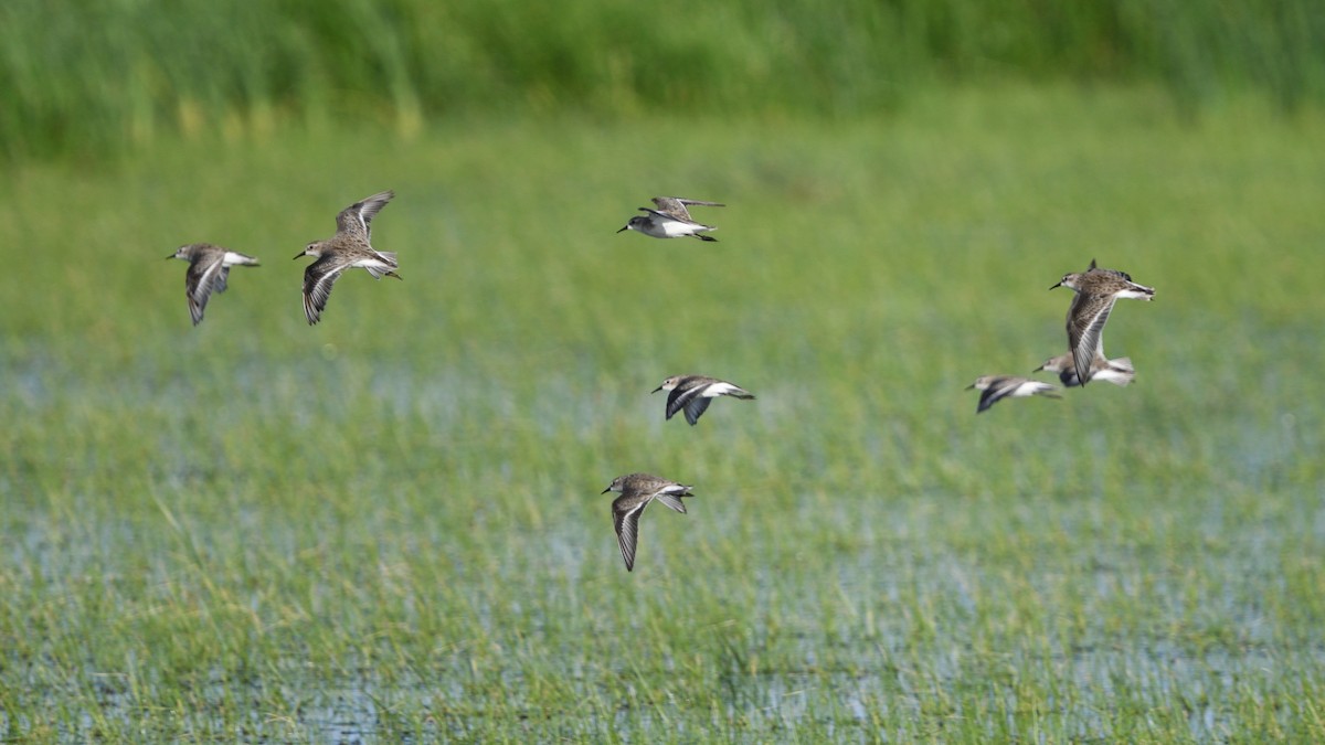 Little Stint - ML646128569