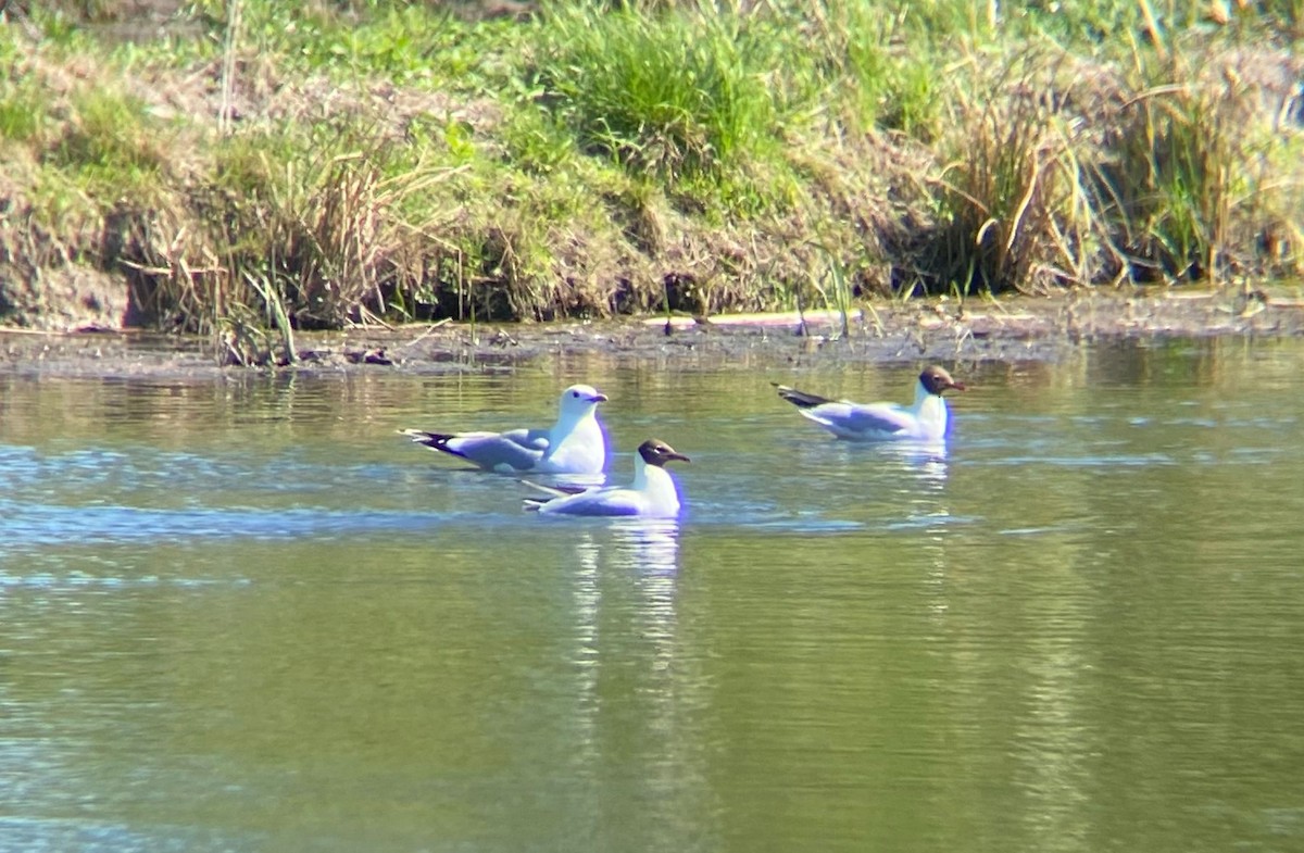 歐亞海鷗(canus) - ML646128571