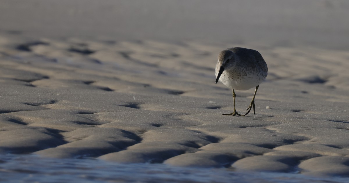 Red Knot - ML646128578
