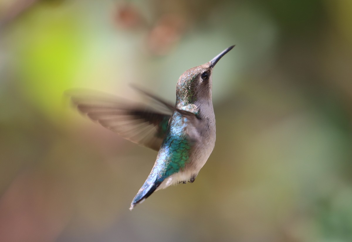 Bee Hummingbird - ML646128603