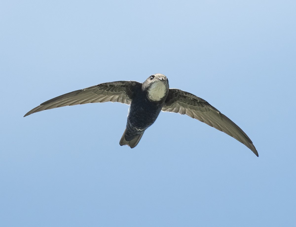 House Swift - ML646128611