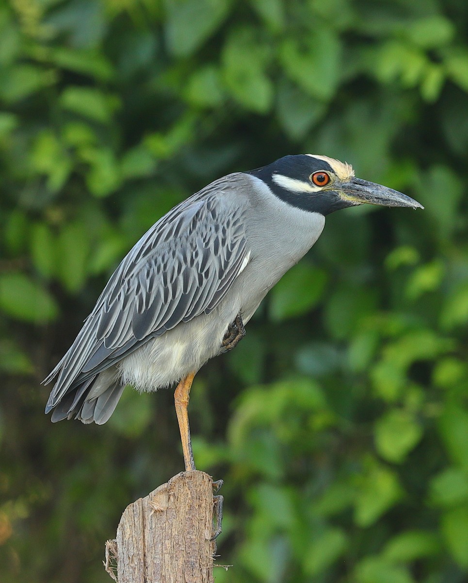 Yellow-crowned Night Heron - ML646128612