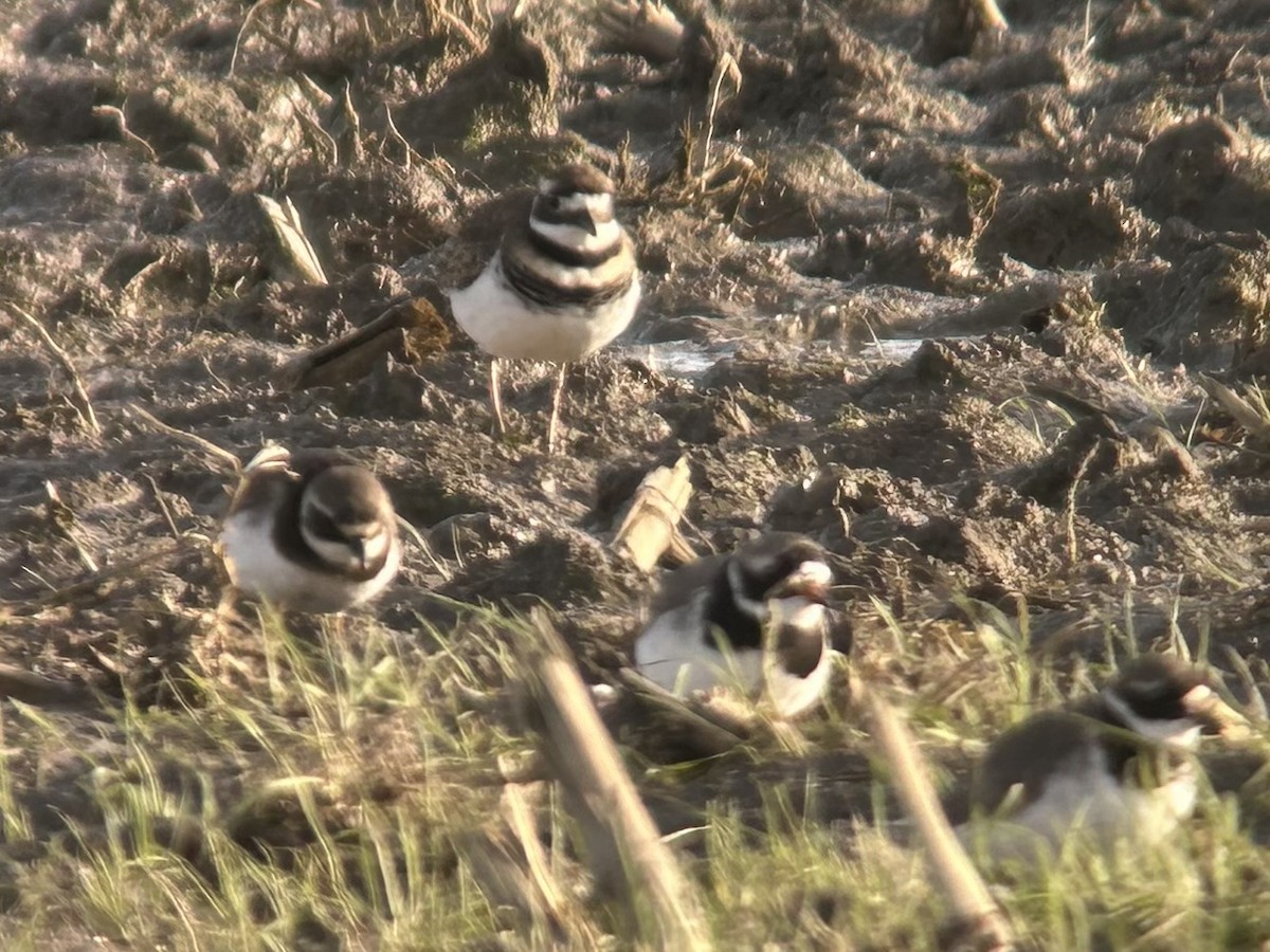 kulík rezavoocasý - ML646128613