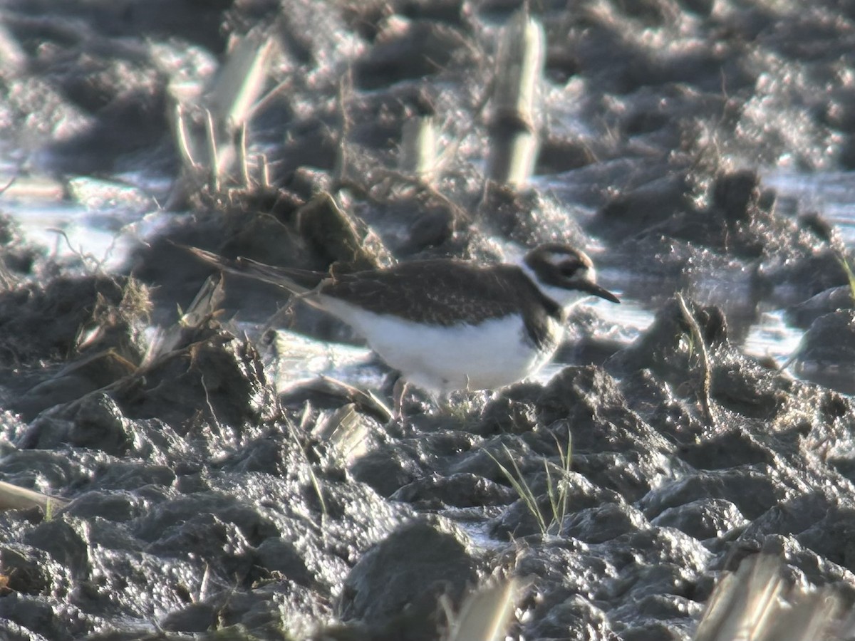 kulík rezavoocasý - ML646128614