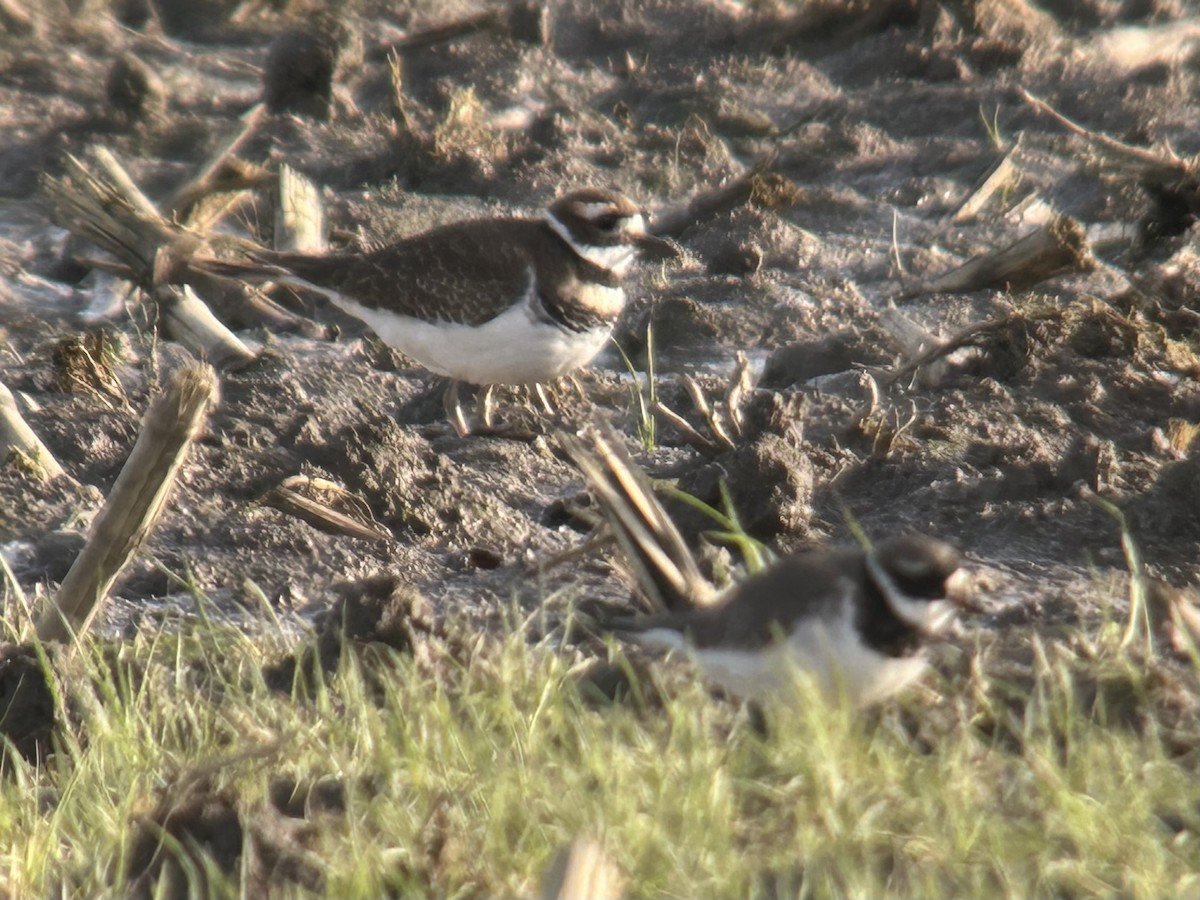 kulík rezavoocasý - ML646128615