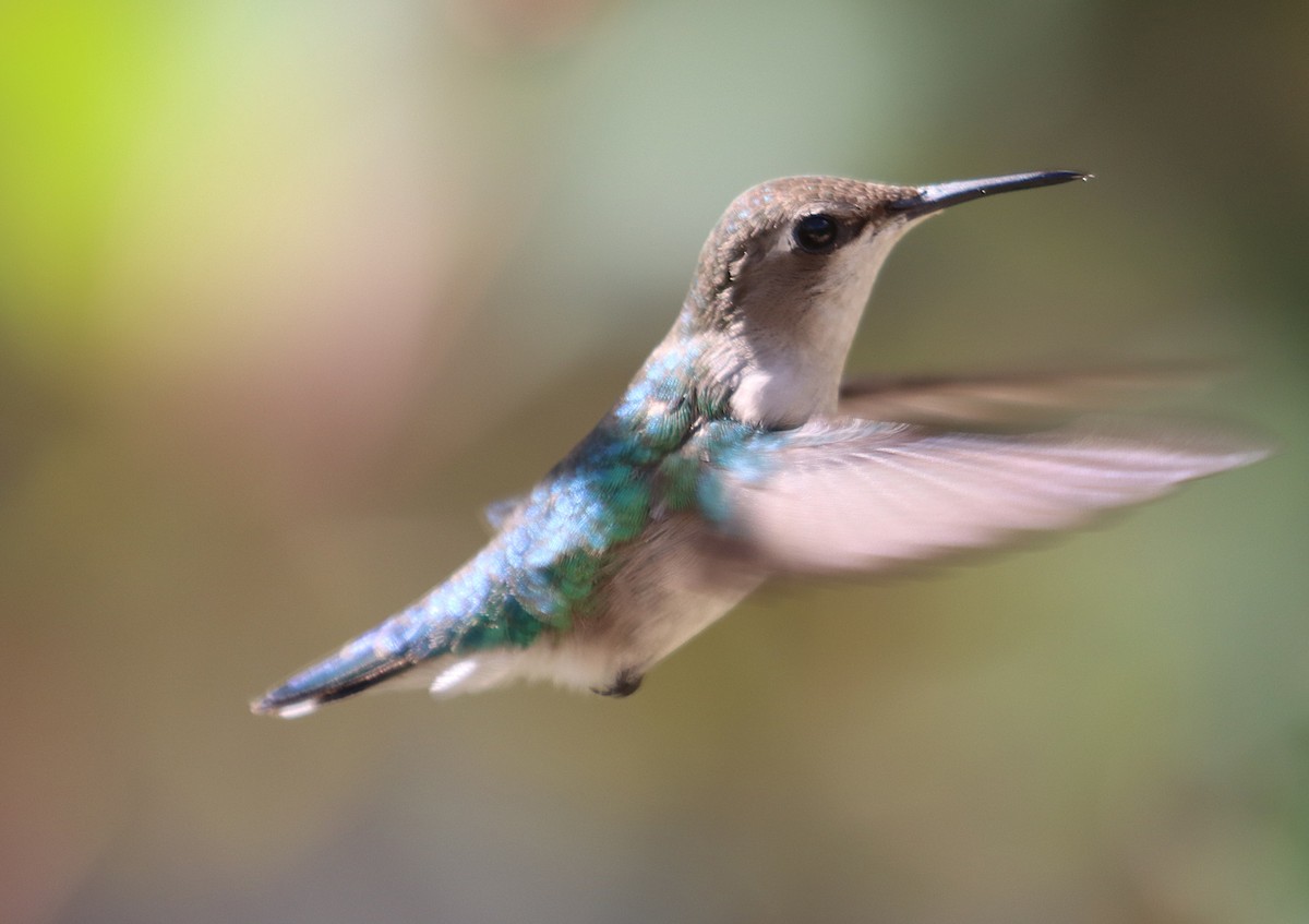 Bee Hummingbird - ML646128625