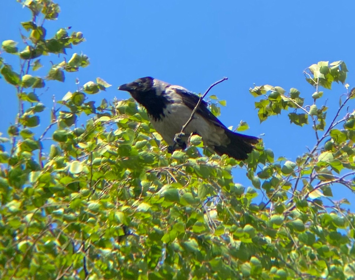 Hooded Crow (Hooded) - ML646128633