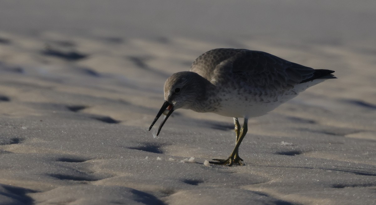 Red Knot - ML646128637