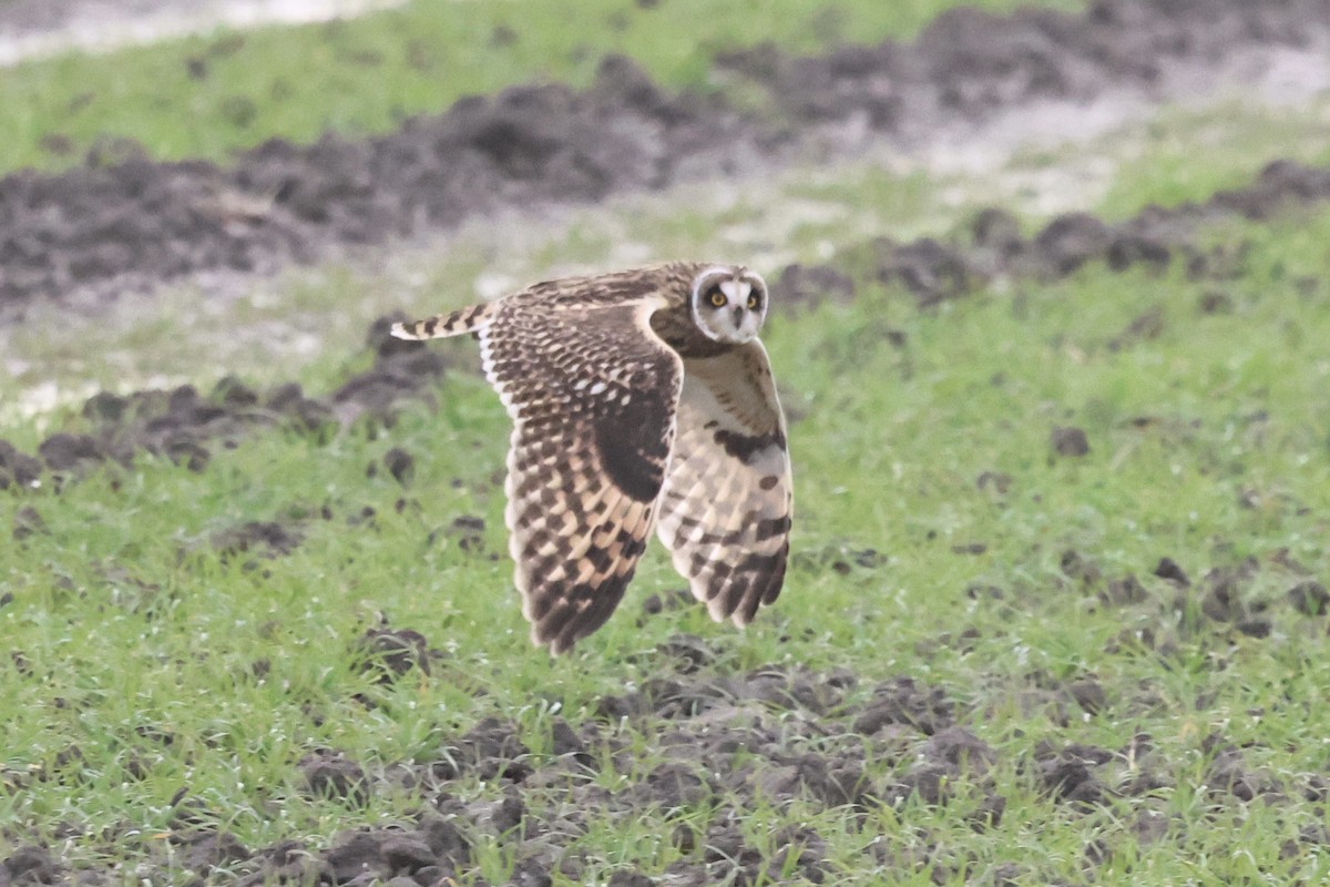 kalous pustovka - ML646128639