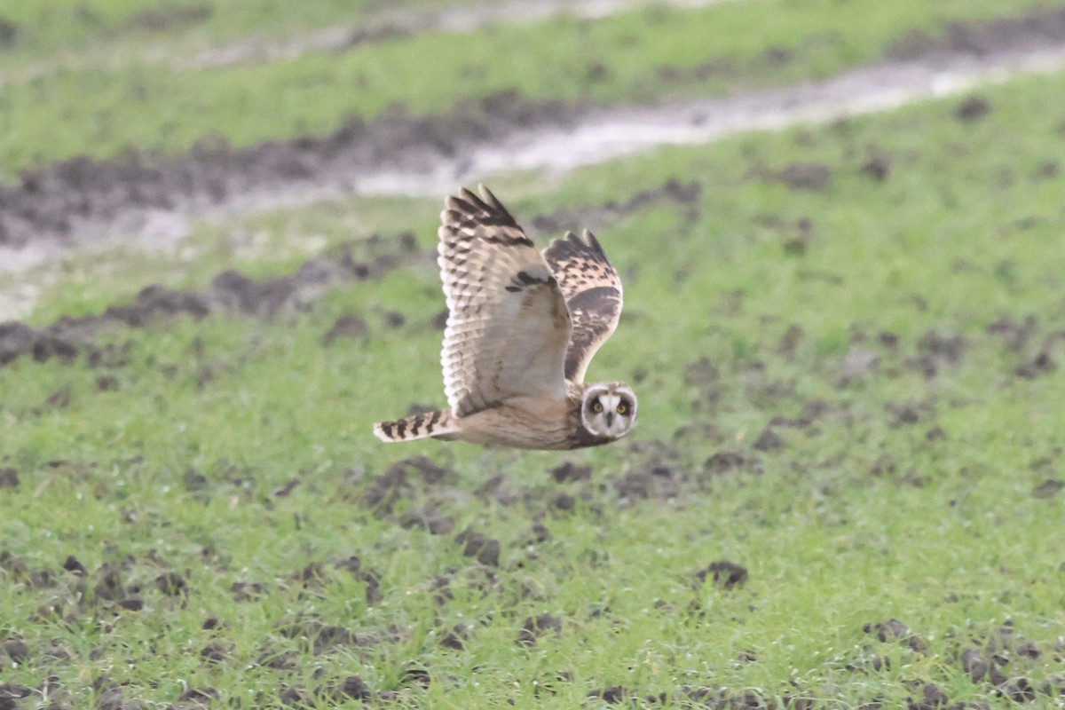 kalous pustovka - ML646128640