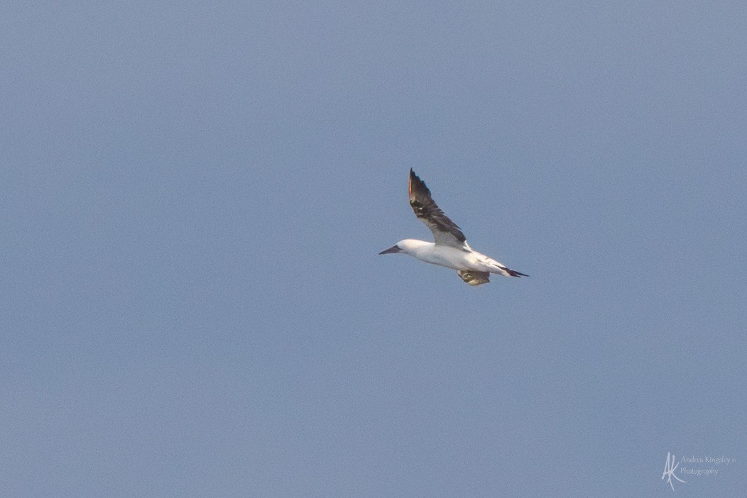 Northern Gannet - ML646128642