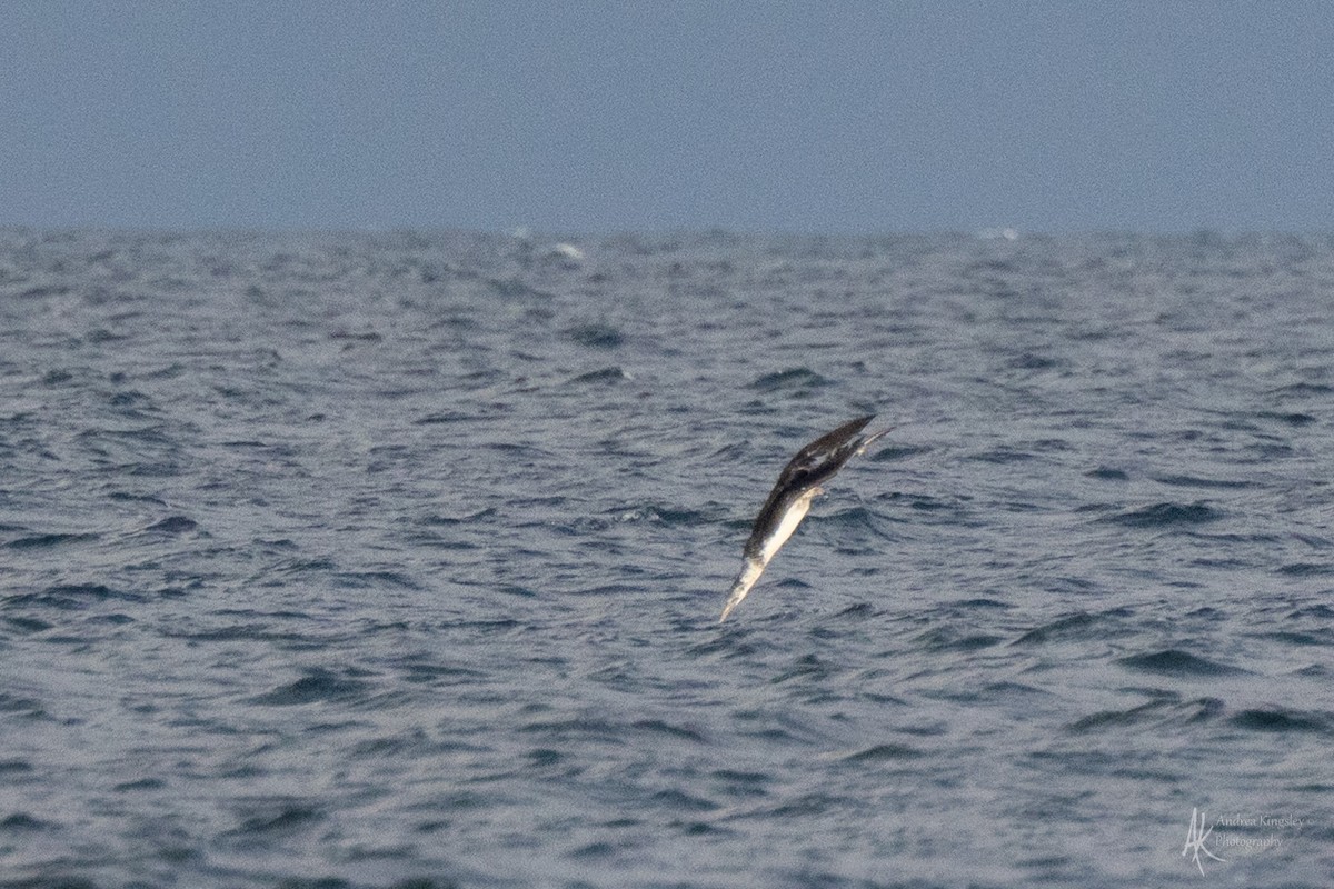 Northern Gannet - ML646128643