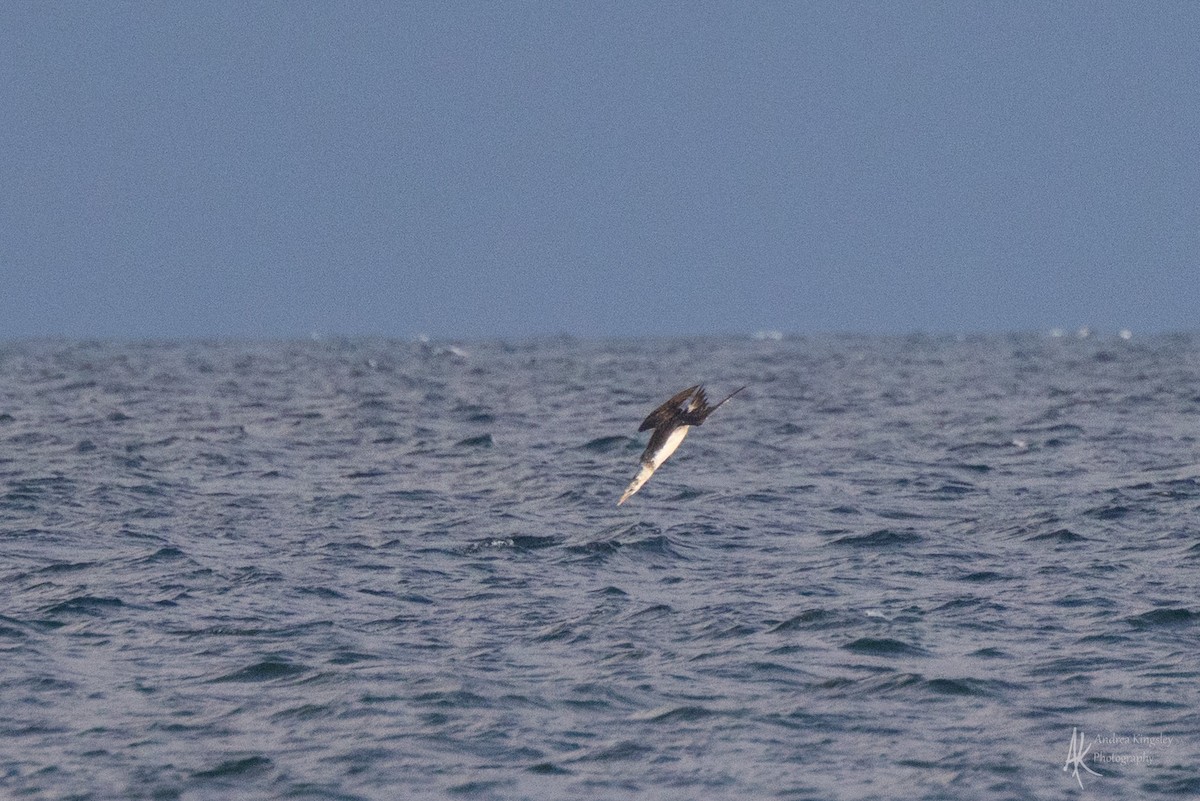 Northern Gannet - ML646128644