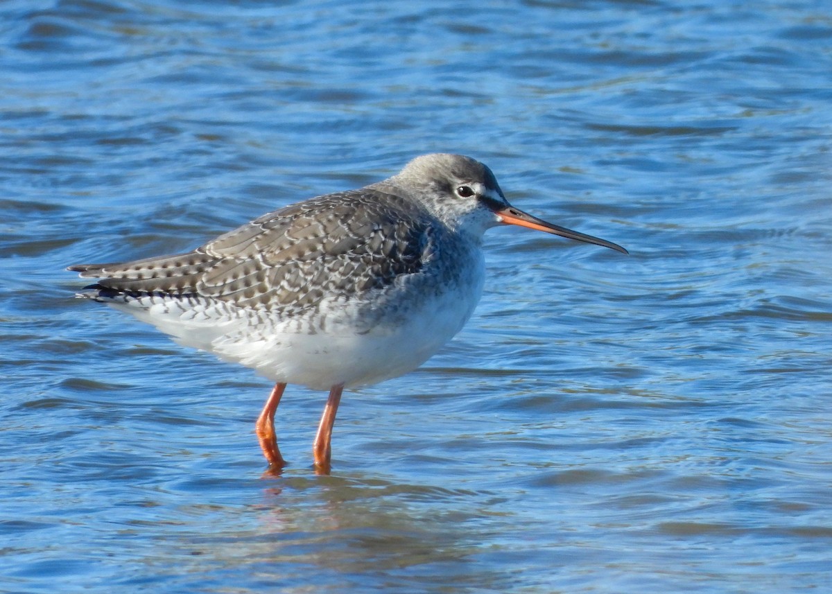 Spotted Redshank - ML646128657