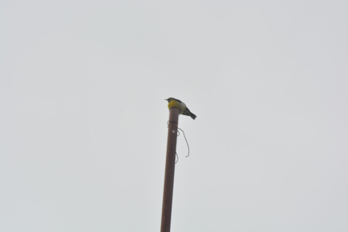 Bananaquit - ML646128663