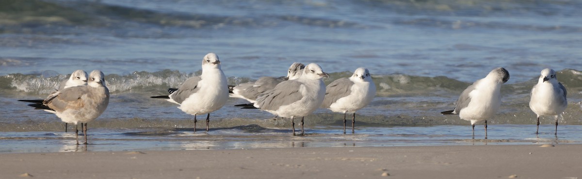 Mouette atricille - ML646128666