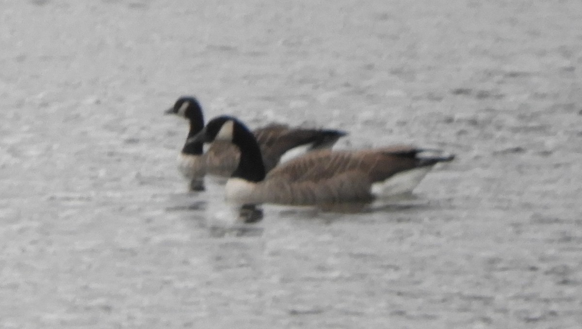Canada Goose - ML646128667