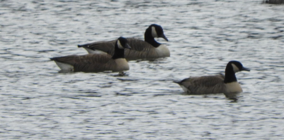 Canada Goose - ML646128668