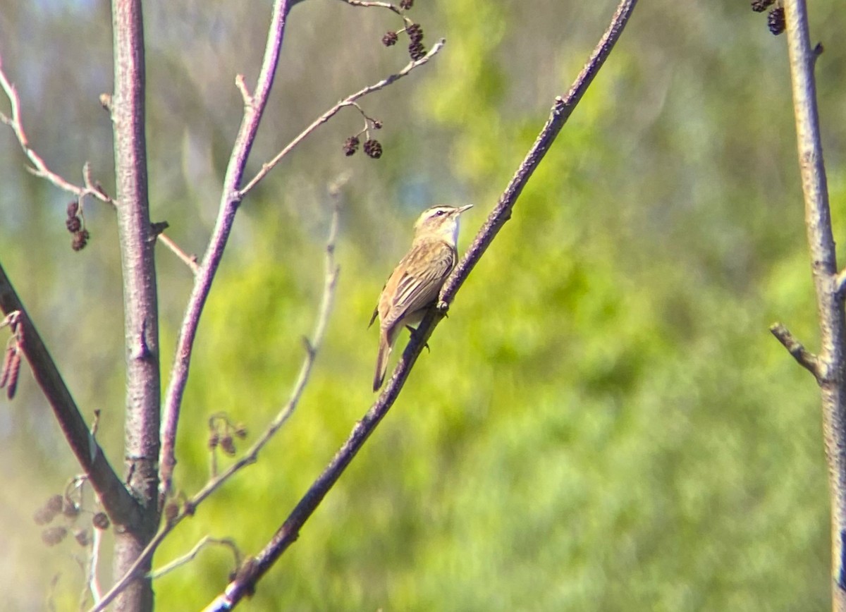 Sedge Warbler - ML646128669