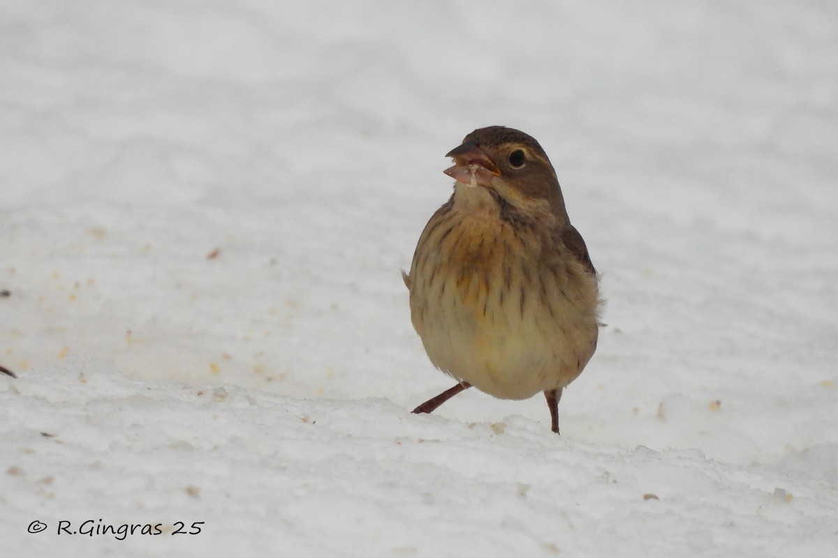 Dickcissel - ML646128687