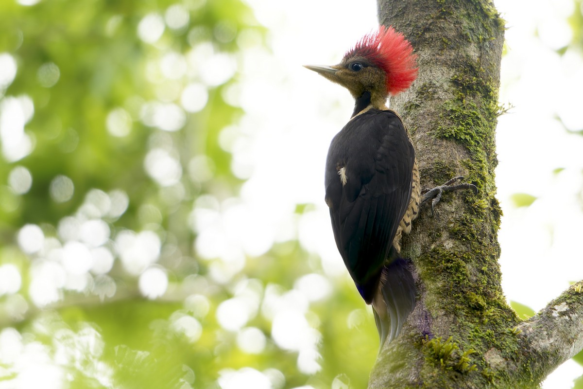 Helmeted Woodpecker - ML646128702