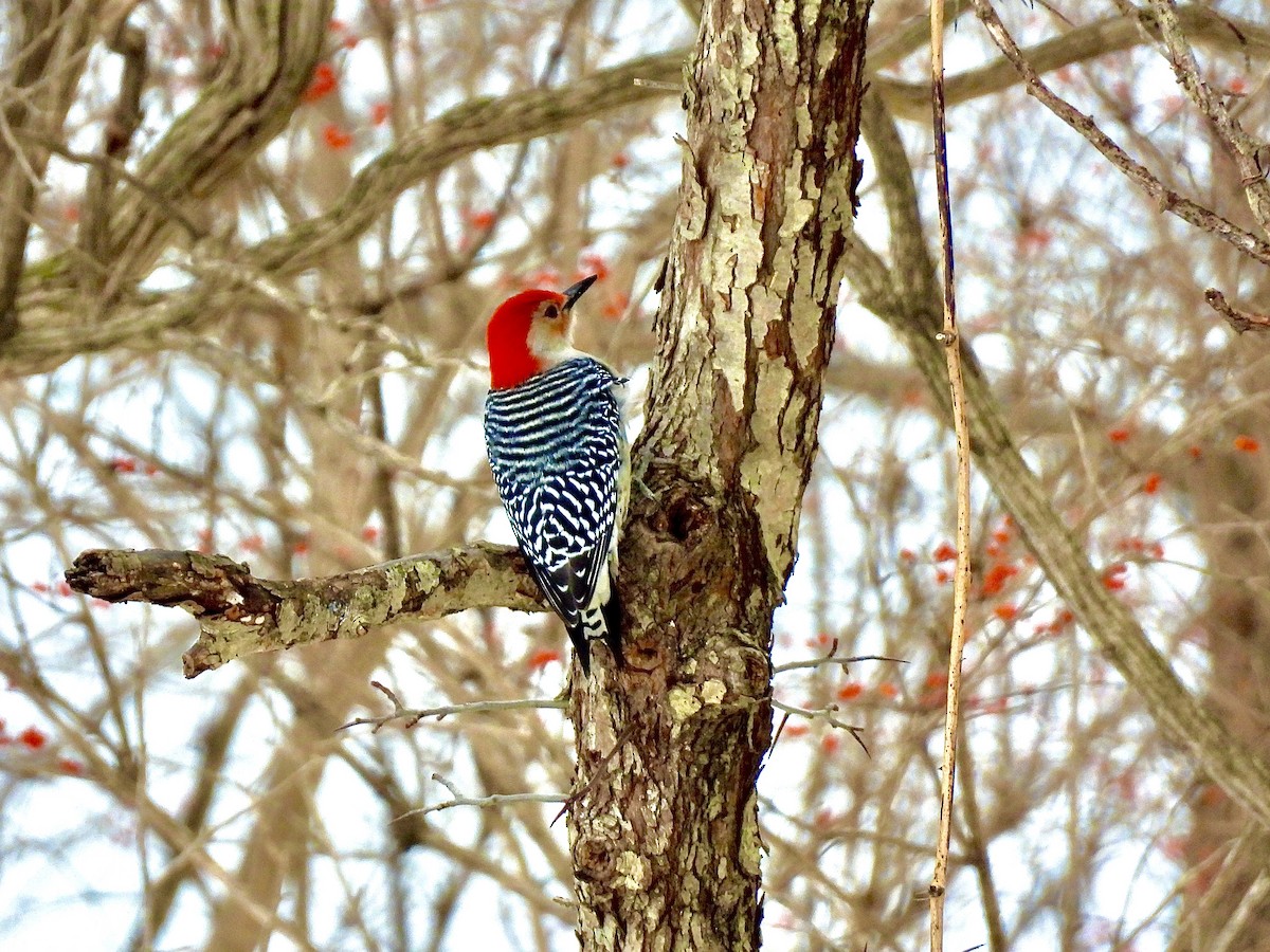 Red-bellied Woodpecker - ML646128714