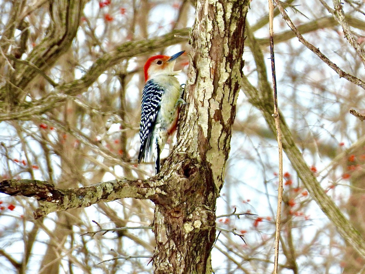 Red-bellied Woodpecker - ML646128715