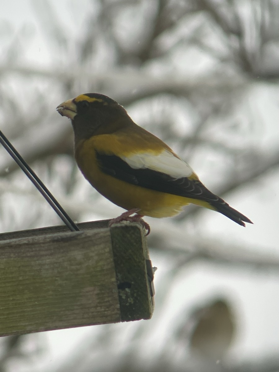 Evening Grosbeak - ML646128717