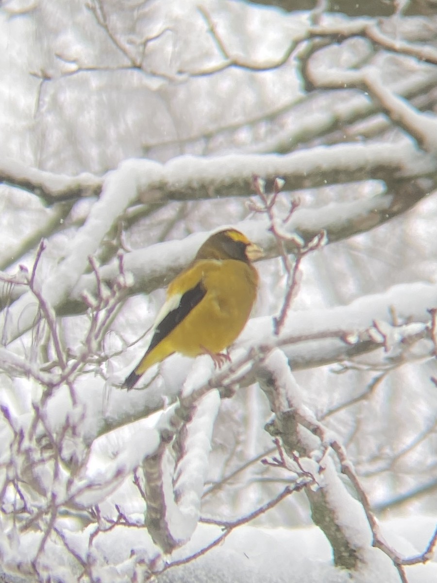 Evening Grosbeak - ML646128718