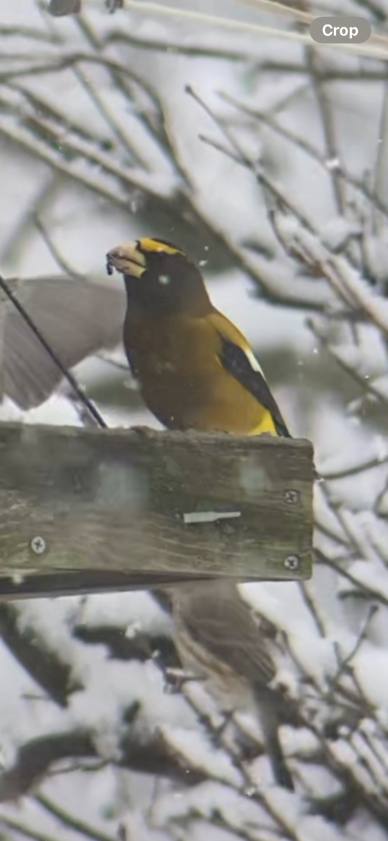 Evening Grosbeak - ML646128720