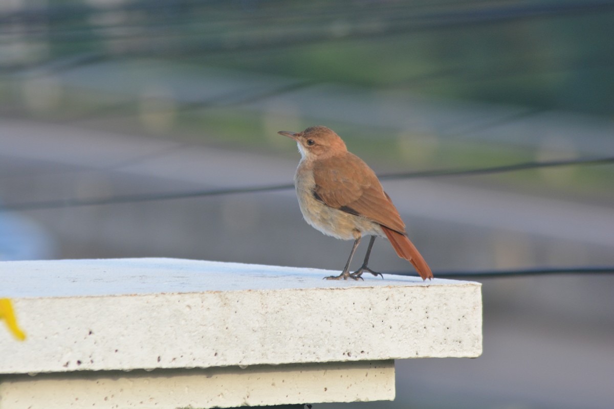 Rufous Hornero - ML646128721