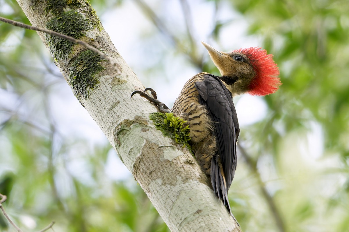 Helmeted Woodpecker - ML646128724