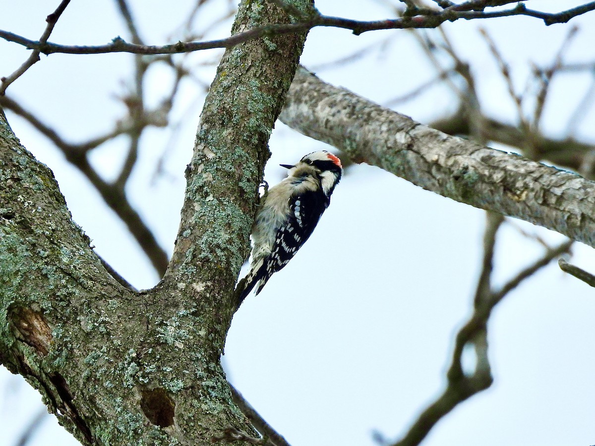 Downy Woodpecker - ML646128726