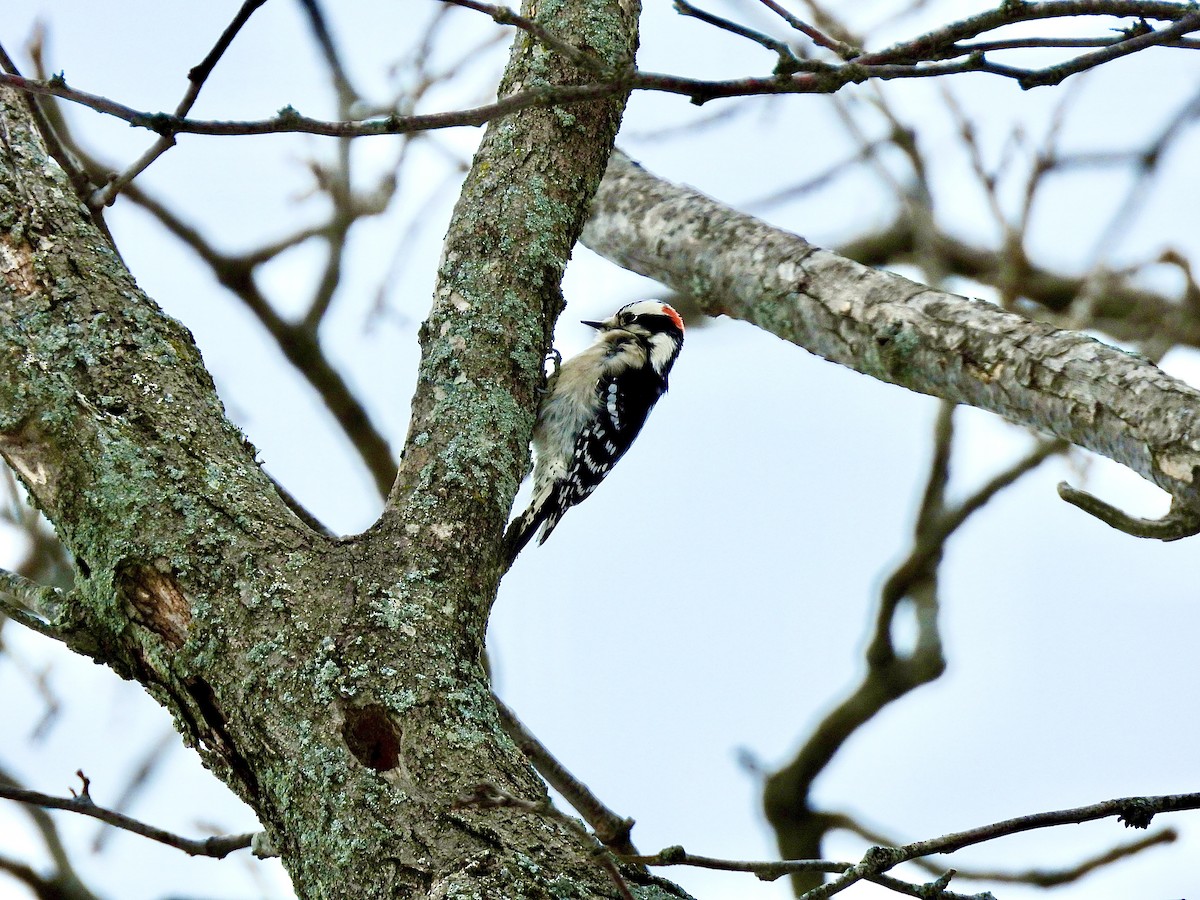 Downy Woodpecker - ML646128727