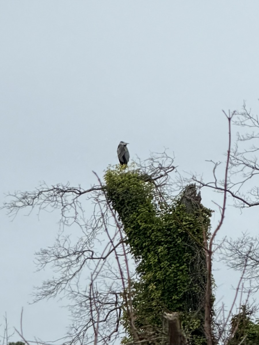 Great Blue Heron - ML646128728