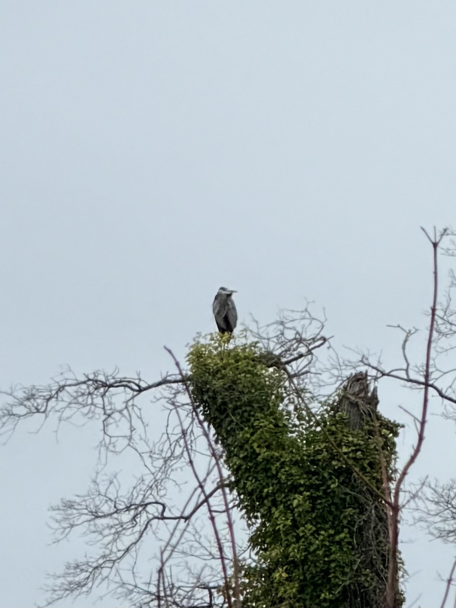 Great Blue Heron - ML646128729