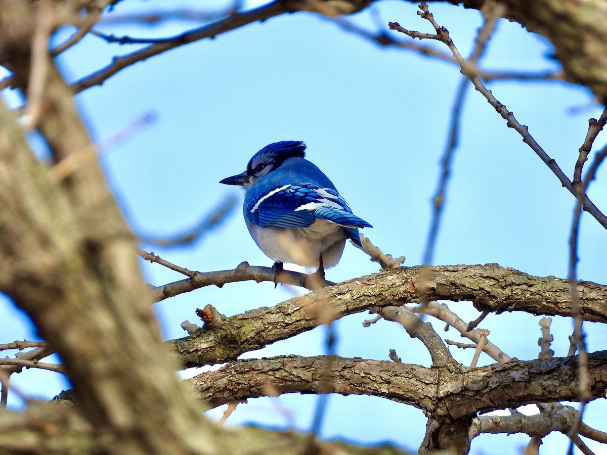 Blue Jay - ML646128735