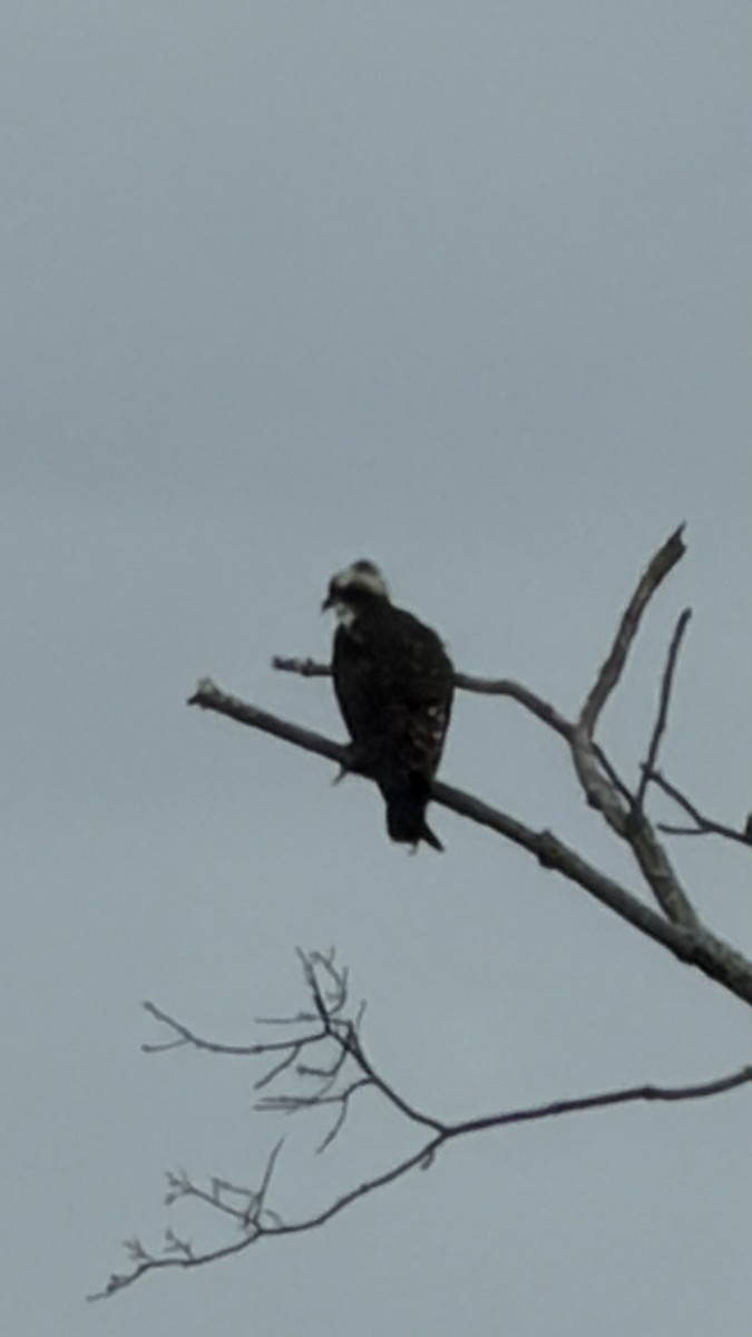 Osprey - ML646128738
