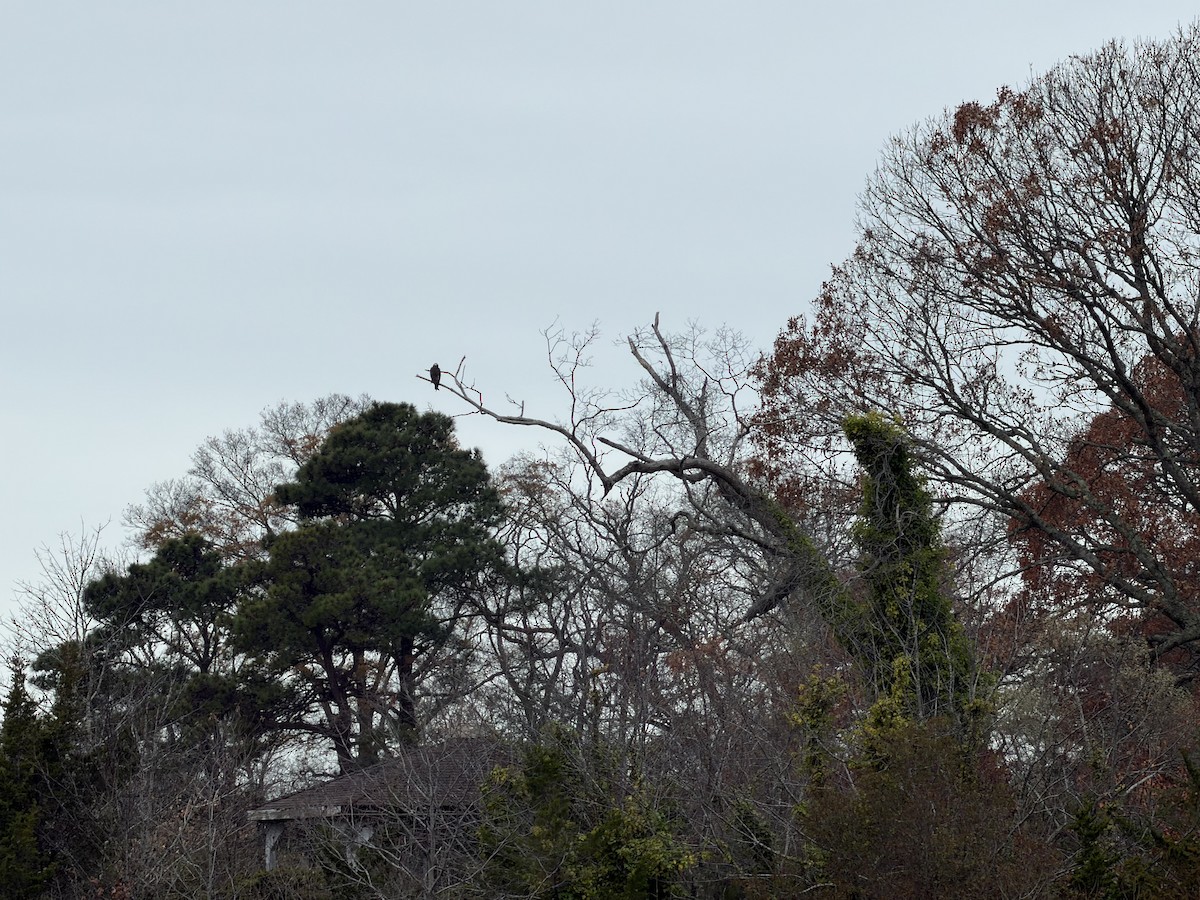 Osprey - ML646128739