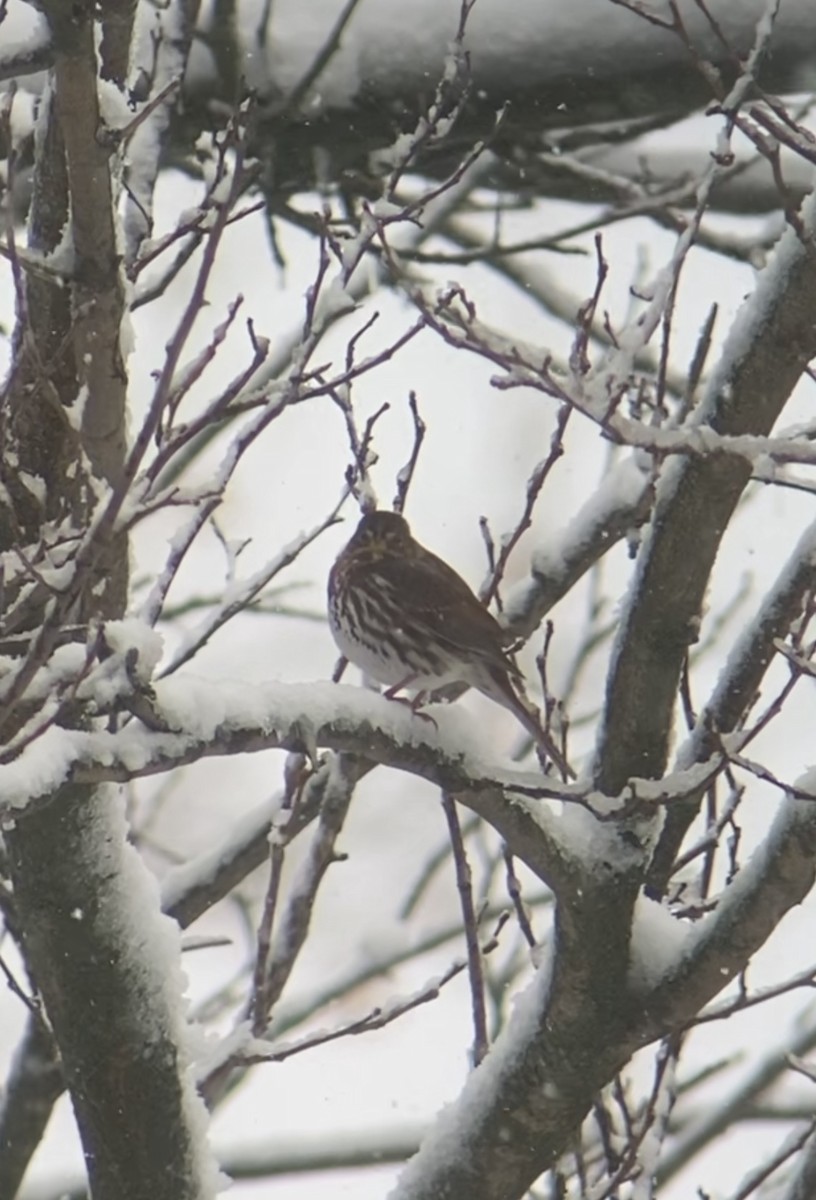 Fox Sparrow (Red) - ML646128742