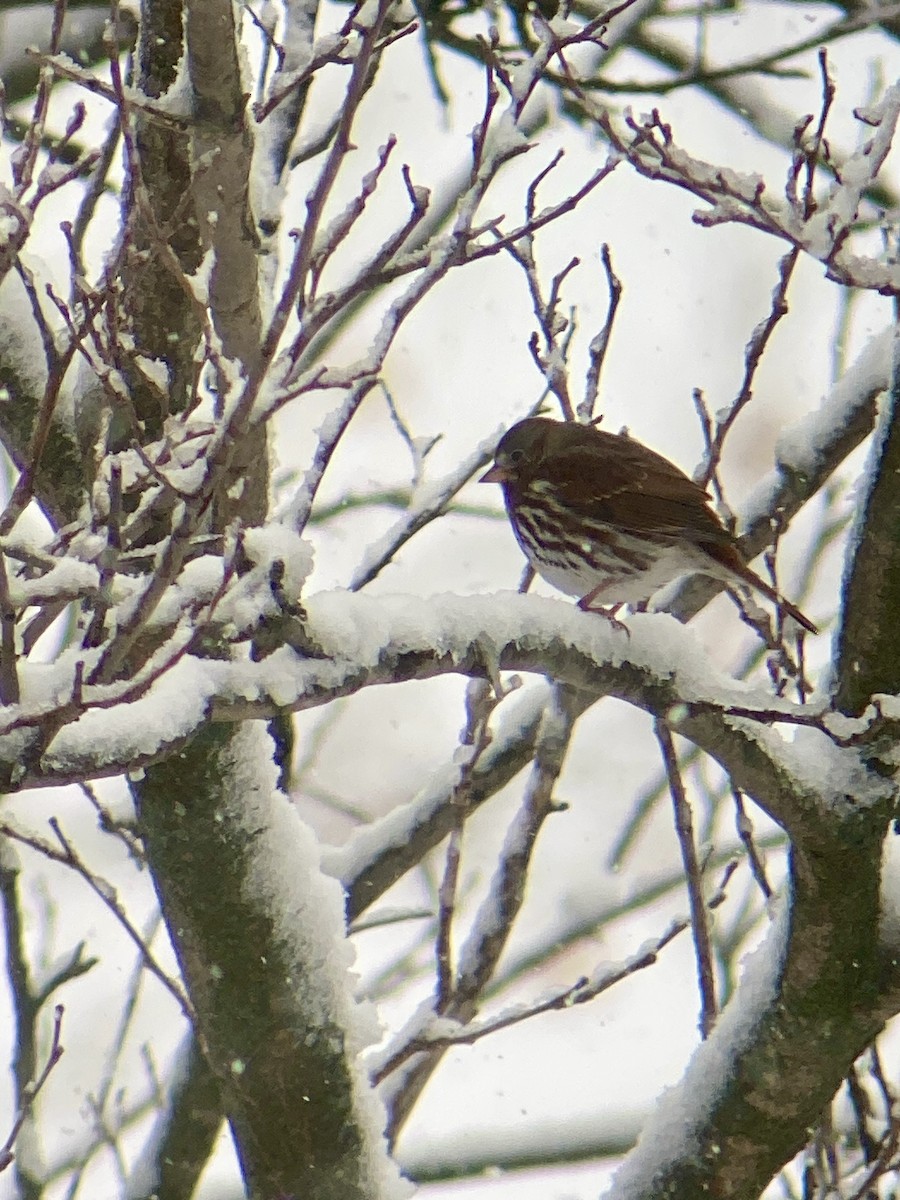 Fox Sparrow (Red) - ML646128743