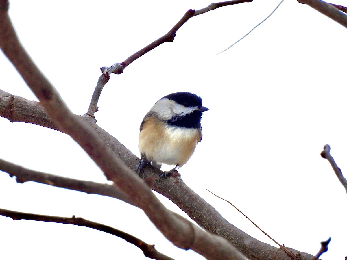 Black-capped Chickadee - ML646128744