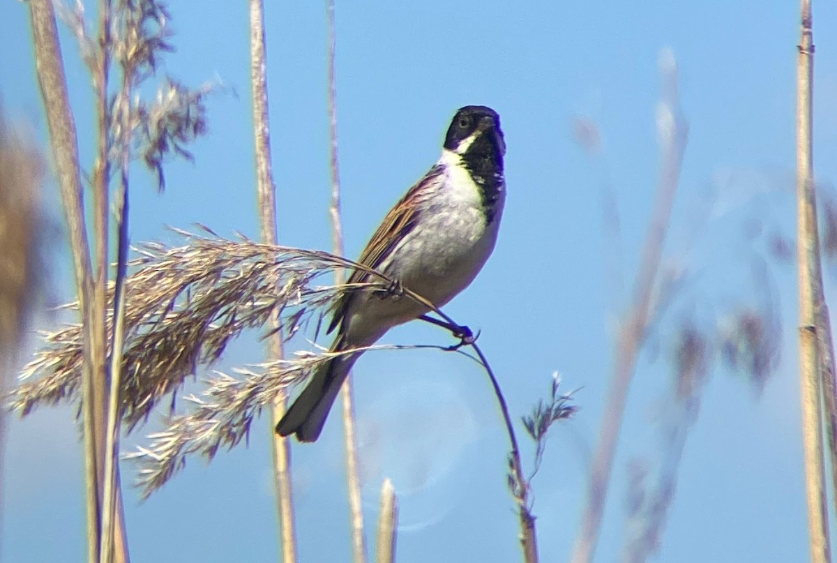 蘆鵐 - ML646128758